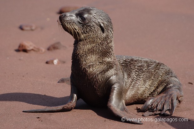 Jeune otarie des Galapagos (Zalophus californianus wollebaeki) - île de Rabida - Galapagos