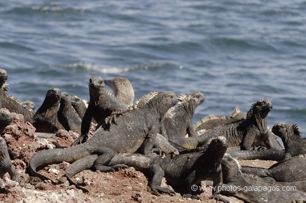 Iguanes marins (Amblyrhynchus cristatus) - île de Rabida - Galapagos