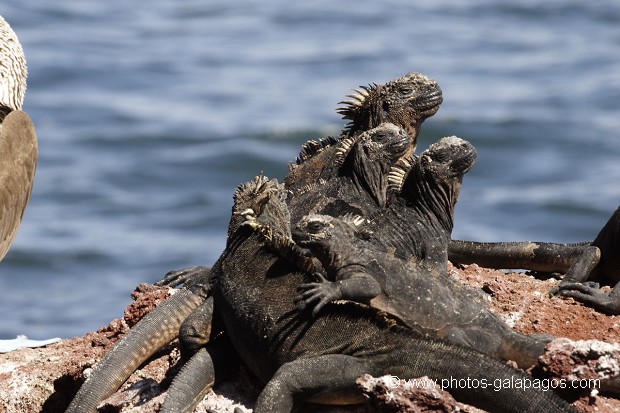 Iguanes marins (Amblyrhynchus cristatus) - île de Rabida - Galapagos