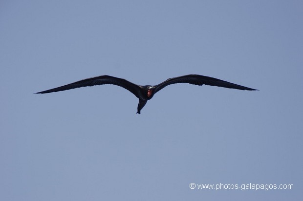 Frégate du Pacifique (Fregata minor) - île de Génovesa - Galapagos