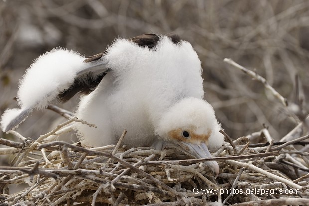 Frégate du Pacifique (Fregata minor) - île de Génovesa - Galapagos