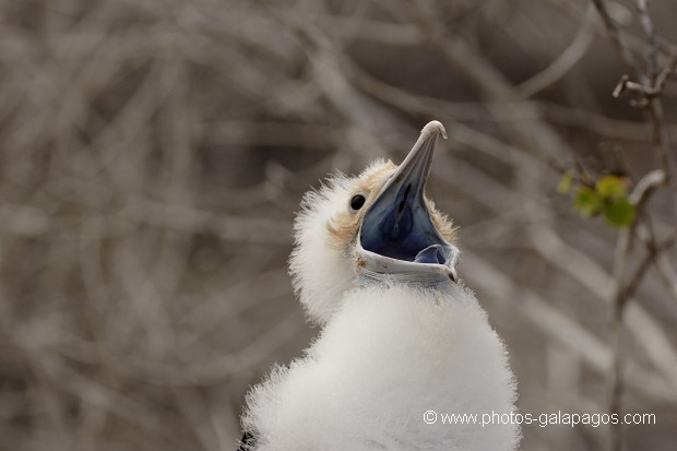 Frégate du Pacifique (Fregata minor) - île de Génovesa - Galapagos