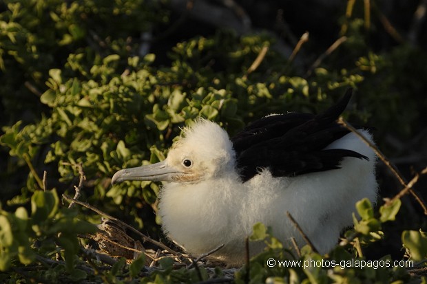 Frégate du Pacifique (Fregata minor) - île de Génovesa - Galapagos
