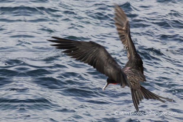  Frégate superbe (Fregata magnificens)  île de North Seymour- Galapagos
