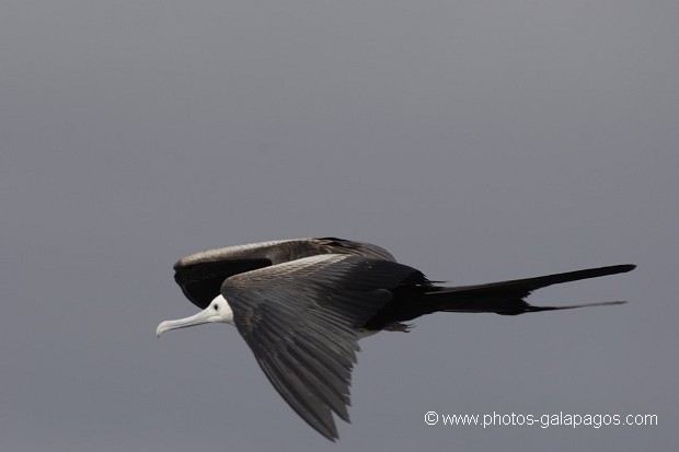  Frégate superbe (Fregata magnificens)  île de North Seymour- Galapagos
