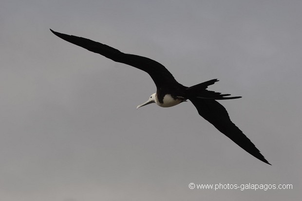  Frégate superbe (Fregata magnificens)  île de North Seymour- Galapagos