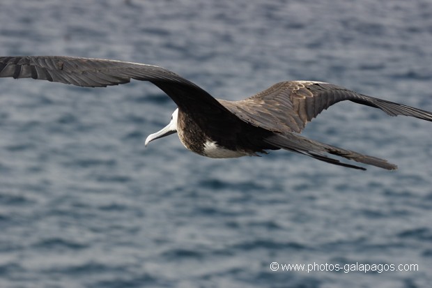  Frégate superbe (Fregata magnificens)  île de North Seymour- Galapagos