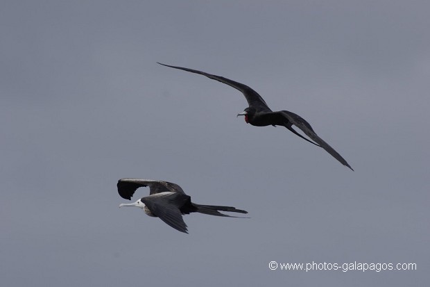  Frégate superbe (Fregata magnificens)  île de North Seymour- Galapagos