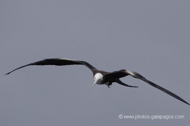  Frégate superbe (Fregata magnificens)  île de North Seymour- Galapagos