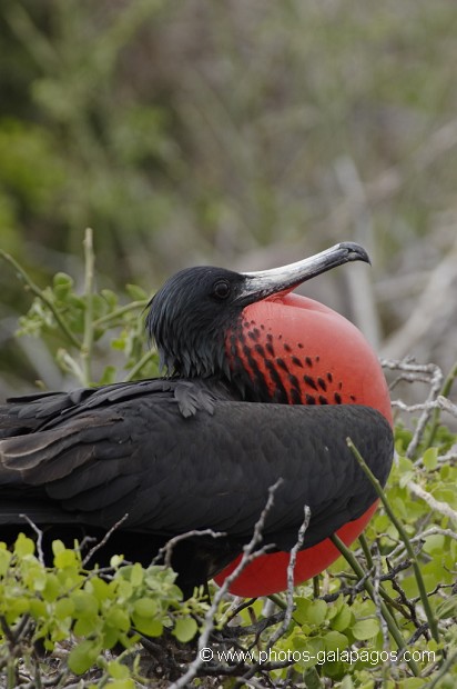  Frégate superbe (Fregata magnificens)  île de North Seymour- Galapagos