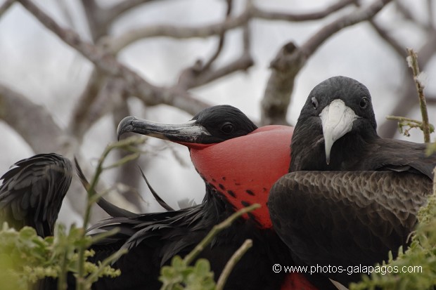  Frégate superbe (Fregata magnificens)  île de North Seymour- Galapagos