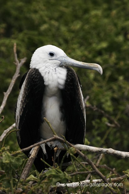  Frégate superbe (Fregata magnificens)  île de North Seymour- Galapagos