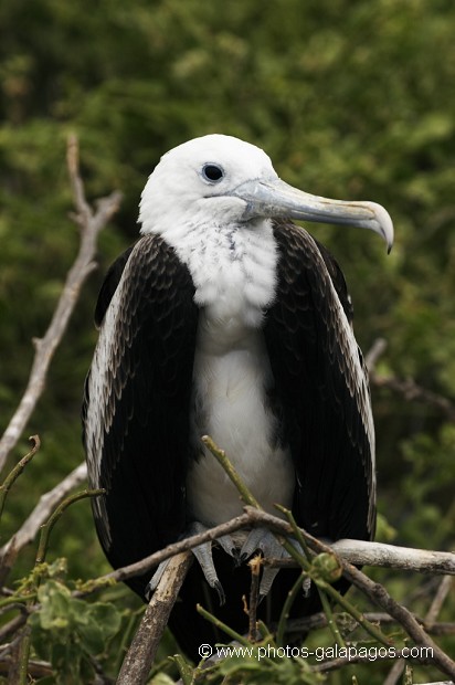  Frégate superbe (Fregata magnificens)  île de North Seymour- Galapagos