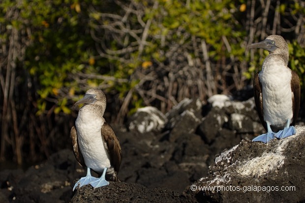 Fou à  pieds bleus (Sula nebouxii) - île de Santa Cruz (caleta Tortuga Negra) Galapagos 