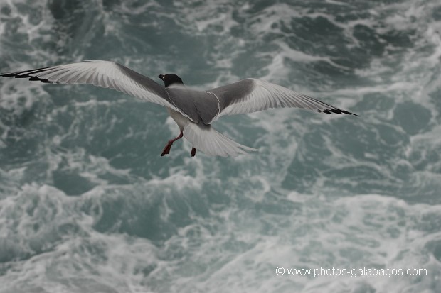 Mouette à  queue d'aronde (Larus furcatus) - île de Sourh Plaza - Galapagos