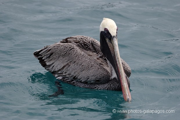 Pélican brun des Galapagos (Pelecanus occidentalis urinator)