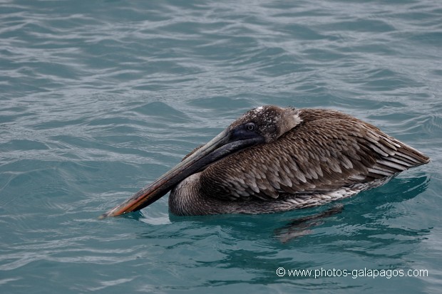 Pélican brun des Galapagos (Pelecanus occidentalis urinator)