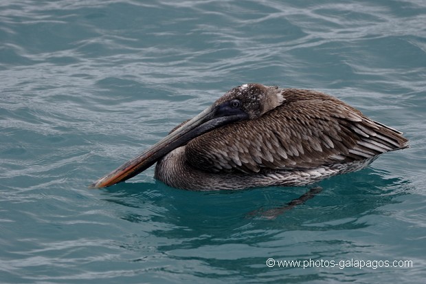 Pélican brun des Galapagos (Pelecanus occidentalis urinator)