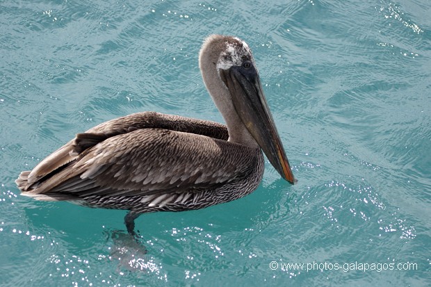 Pélican brun des Galapagos (Pelecanus occidentalis urinator)