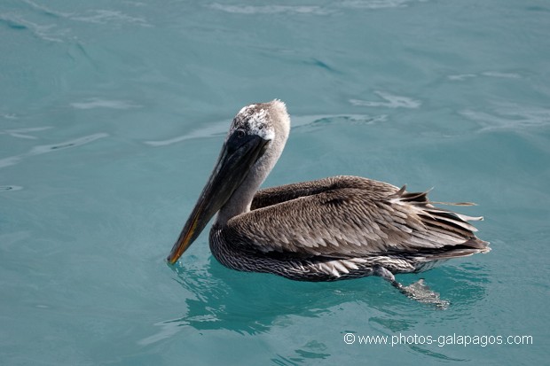 Pélican brun des Galapagos (Pelecanus occidentalis urinator)