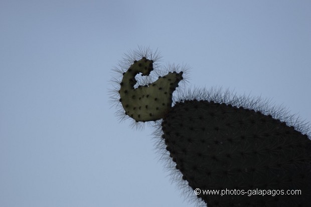 cactus géants (Opuntia Cactacea) - Détails - ïle de Santa Fé -  Galapagos