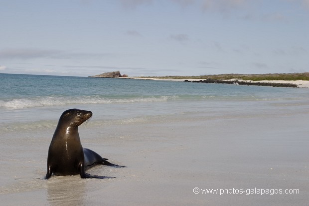 Otaries des galapagos (Zalophus californianus wollebaeki) île de Espaà±ola - Galapagos