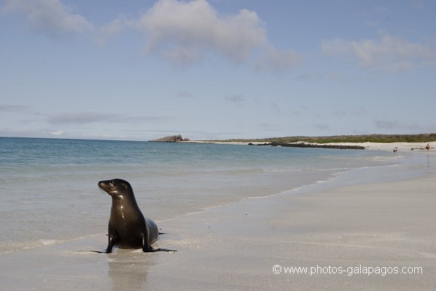 Otaries des galapagos (Zalophus californianus wollebaeki) île de Espaà±ola - Galapagos