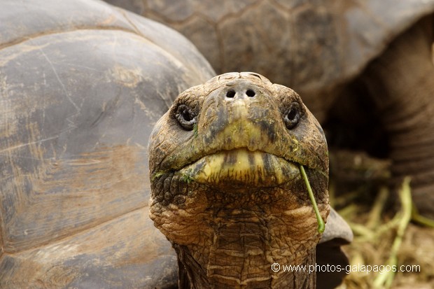  Tortue géante des Galapagos (Geochelone nigra) - Ile Santa Cruz (Geochelone nigra porteri)