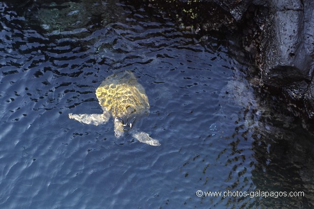 Tortue verte (Chelonia mydas)