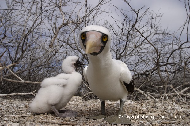 Fou masqué (Sula dactylatra) - île de Genovesa - Galapagos