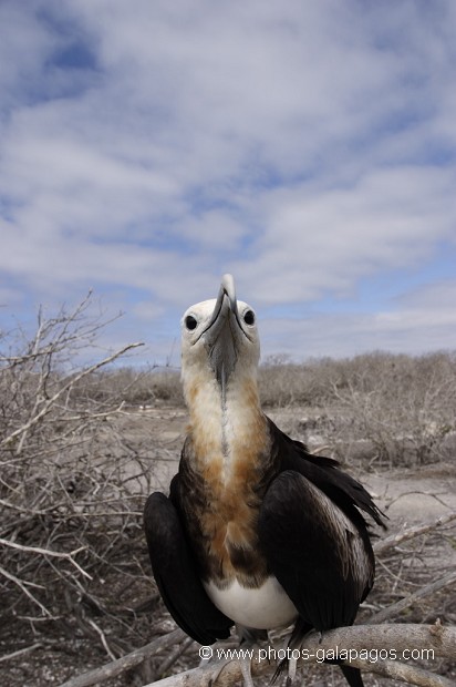 Frégate du Pacifique (Fregata minor) - île de Genovesa - Galapagos