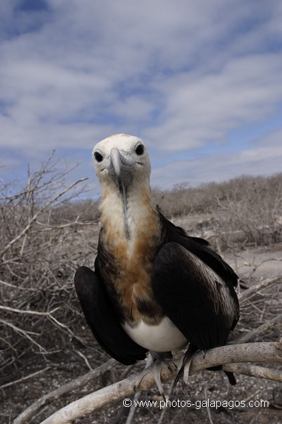 Frégate du Pacifique (Fregata minor) - île de Genovesa - Galapagos