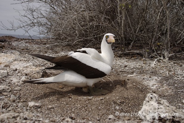 Fou masqué (Sula dactylatra) - île de Genovesa - Galapagos