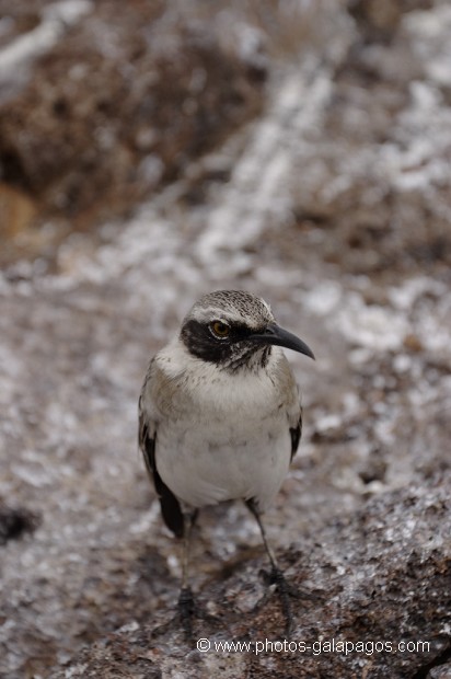 Moqueur des Galapagos-  - île de Genovesa - Galapagos