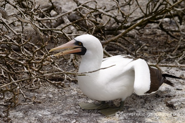 Fou masqué (Sula dactylatra) - île de Genovesa - Galapagos