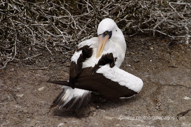 Fou masqué (Sula dactylatra) - île de Genovesa - Galapagos