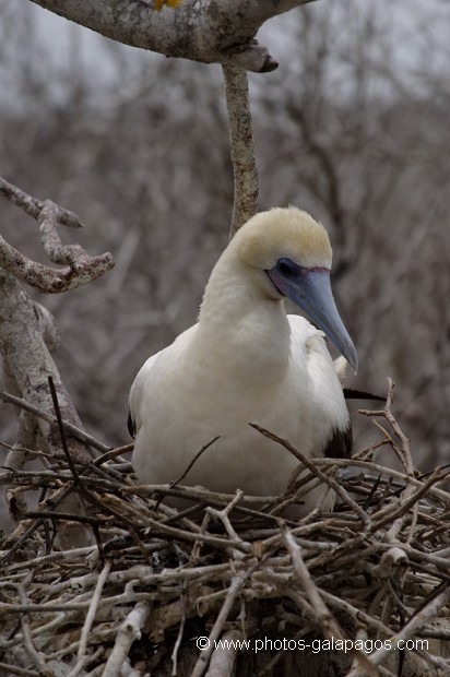Fou à  pieds rouges  du Pacifique Est en phase blanche (Sula sula websteri) - île de Génovesa - Galapagos