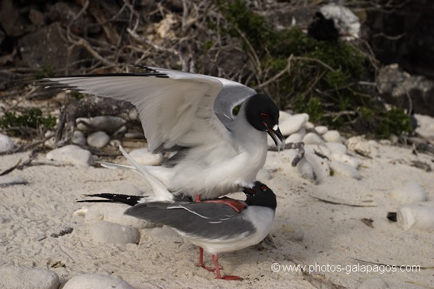 Mouettes à  queue d'aronde (Larus furcatus) - Accouplement  -  île de Genovesa -  Galapagos