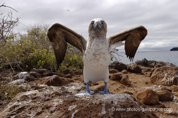 Fou à  pieds bleus (Sula nebouxii) - île de noth Seymour 