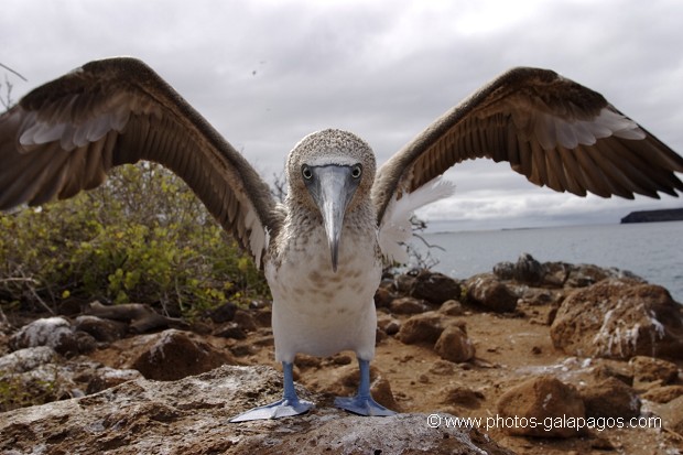 Fou à  pieds bleus (Sula nebouxii) - île de noth Seymour 