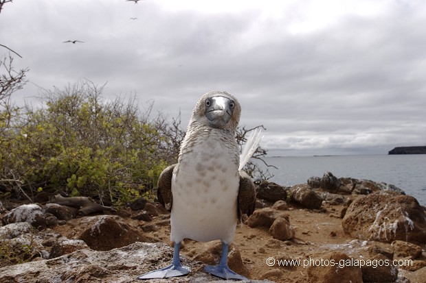 Fou à  pieds bleus (Sula nebouxii) - île de noth Seymour 