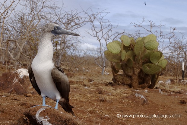 Fou à  pieds bleus (Sula nebouxii) - île de noth Seymour 