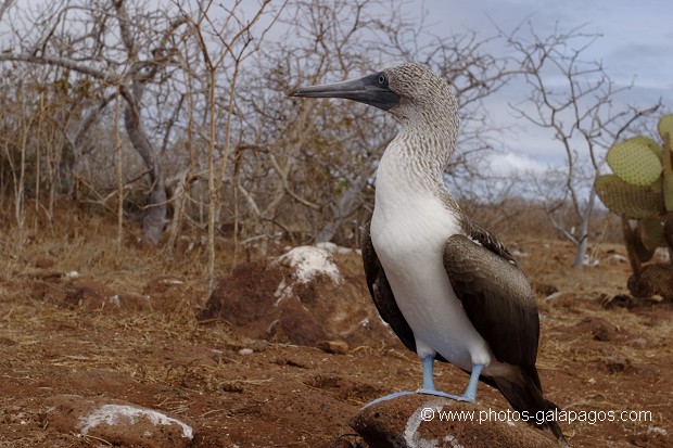 Fou à  pieds bleus (Sula nebouxii) - île de noth Seymour 