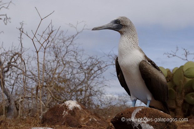 Fou à  pieds bleus (Sula nebouxii) - île de noth Seymour 