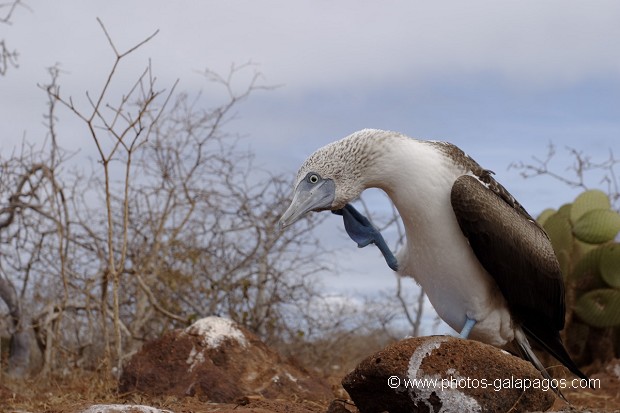 Fou à  pieds bleus (Sula nebouxii) - île de noth Seymour 