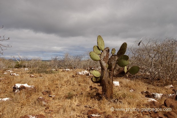 Cactus géants (Opuntia Cactaceae) - ïle de North Seymour - Galapagos