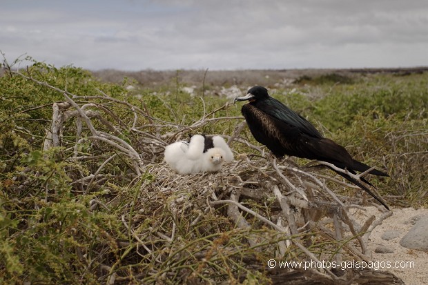  Frégate superbe (Fregata magnificens)  île de North Seymour- Galapagos