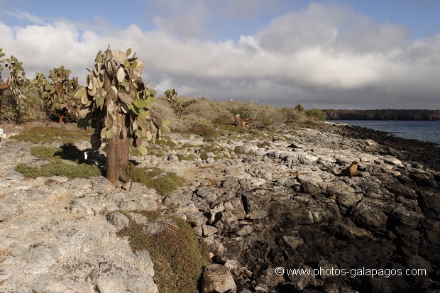 cactus géants (Opuntia Cactaceae)  - île de South Paza (Galapagos)