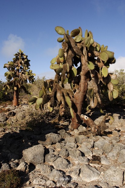 cactus géants (Opuntia Cactaceae)  - île de South Paza (Galapagos)