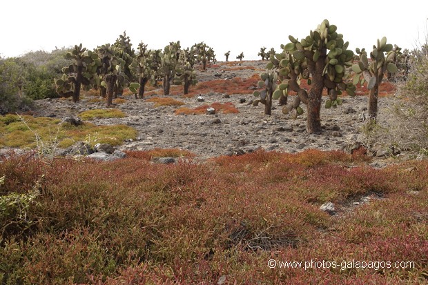 cactus géants (Opuntia Cactaceae)  - île de South Paza (Galapagos)